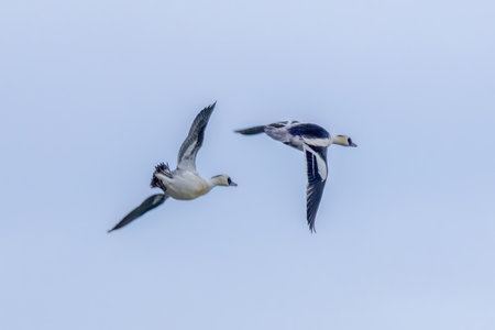 Pair of Northern Pintail Ducks Flying in a Blue Skyの写真素材