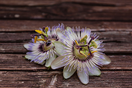 Flower head of passion flower isolated on a wooden background.の写真素材