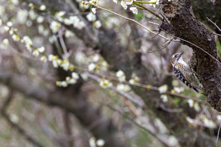 A pygmy woodpecker on trunk of Japanese apricot tree.の写真素材