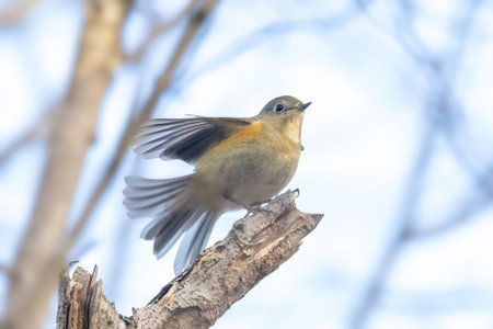 Eastern Blue Flycatcher (Ficedula sylvatica)の写真素材
