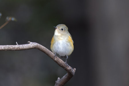 Red-flanked Bluetail (Ficedula hypoleuca)の写真素材