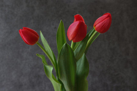 Bouquet of red tulips on a gray background. Copy space.の写真素材