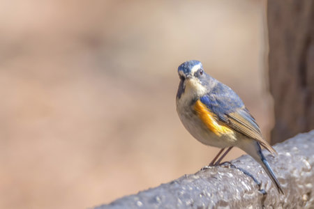 Male Red-flanked bluetail on a promenade handrail.の写真素材