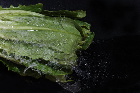 Romaine lettuce and splashing isolated on a black background.の写真素材