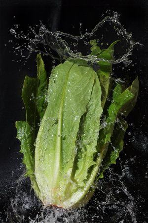 Romaine lettuce and splashing isolated on a black background.の写真素材