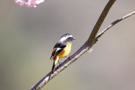Male daurian redstart on cherry blossom tree.の写真素材