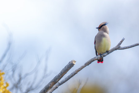 Japanese waxwing on a branch of tree.