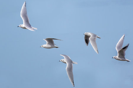 Chinese black-headed gull in flying.
