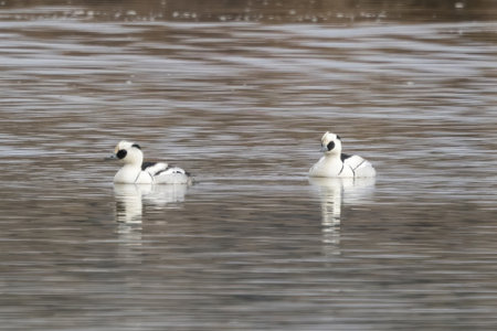 Smews swimming in the winter pond.