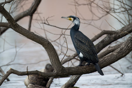 Cormorant on a tree at waterside.