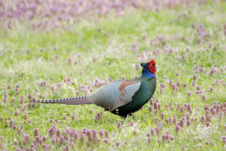 Male Green Pheasant in the fallow field.の写真素材