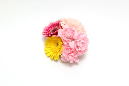 Transvaal daisies gerbera flowers isolated on a white background.