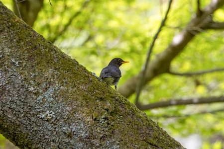 Japanese Thrush on a branch in the forest.の写真素材