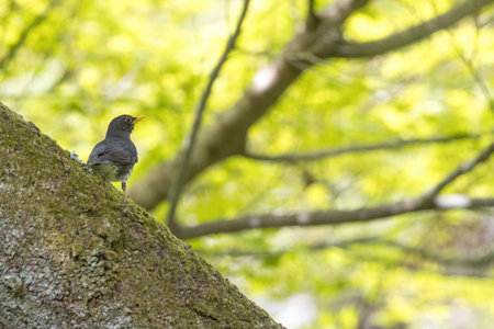 Japanese Thrush on a branch in the forest.の写真素材