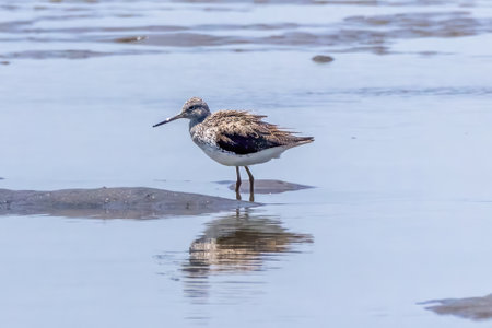 Red-necked stilt (Tringa nebularia)の写真素材