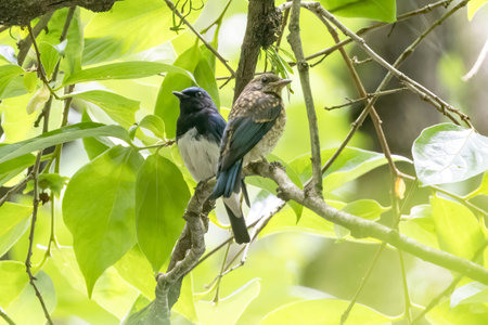 Blue bird parent and child on a branch of tree.の写真素材