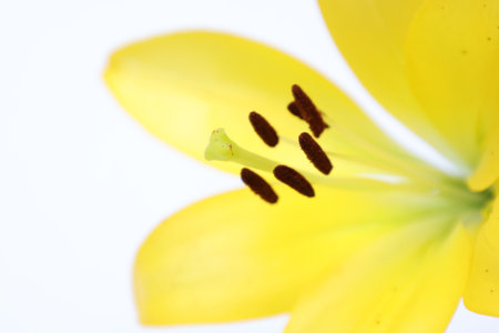 Yellow lily on a white background. Close-up. Macroの写真素材