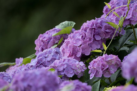 Hydrangea in full bloom in japanese rainy season.の写真素材