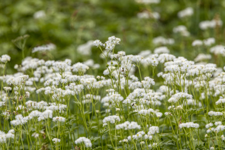 White alpine flowers in full bloom.の写真素材