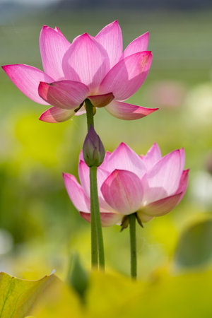 Lotus flower blooming in the pond, close-up.の写真素材