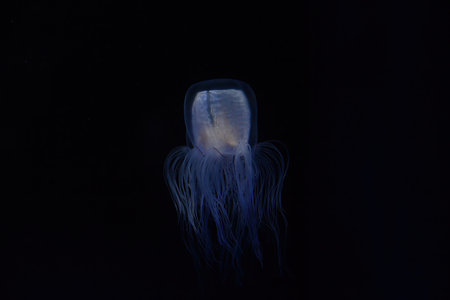 Jellyfish on black background. Jellyfish is a species of jellyfish native to the Pacific Ocean.の写真素材