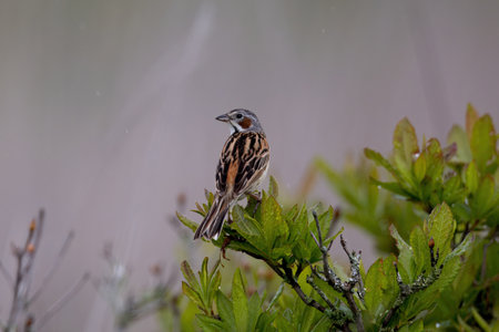 Chestnut-eared bunting in summer plateau.の写真素材