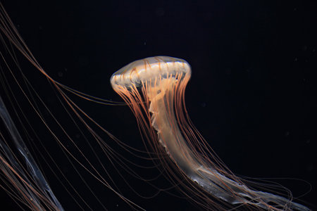 Jellyfish floating in a black background.の写真素材