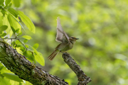 A common reed warbler (Phylloscopus collybita) in flight.