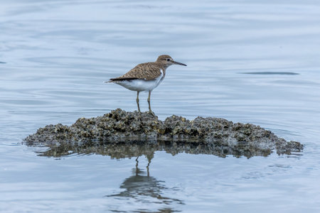 A common sandpiper (Actitis hypoleucos) standing on a rock.の写真素材