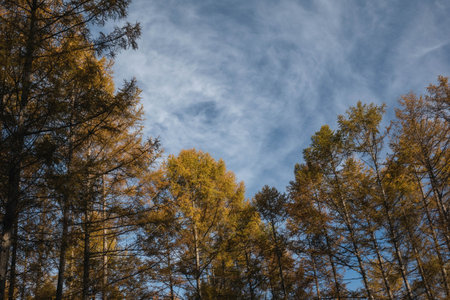 Japanese larch forest and sky.の写真素材