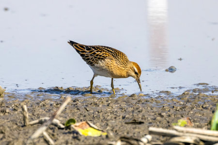 Sharp-tailed Sandpiper in a mud lotus root field.の写真素材