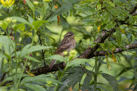 Young meadow bunting on a tree.の写真素材