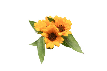 Bouquet of sunflower isolated on a white background.
