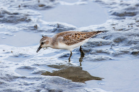 Red-necked Stint in the seashore of Japan.