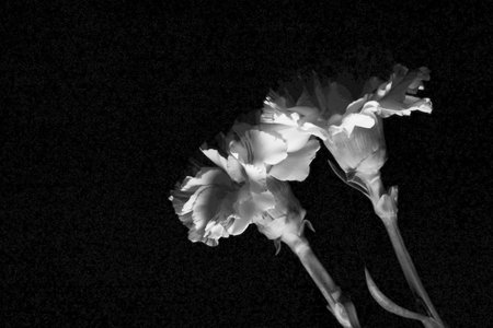Flowers on a black background. Close up. Black and white.の写真素材
