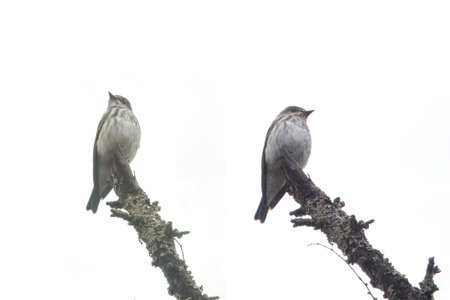 Grey-streaked Flycatcher on a branch of tree isolated on a white background.の写真素材