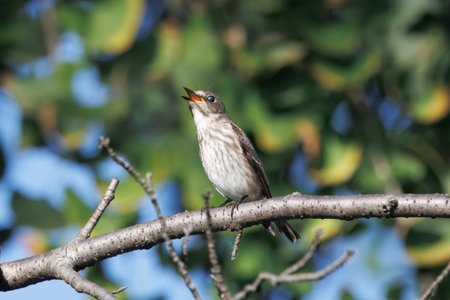Grey-streaked Flycatcher on a branch of tree.の写真素材