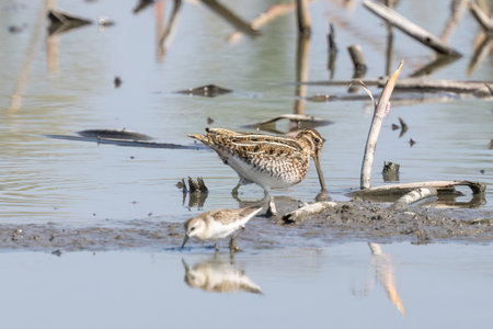 Common snipe and ruff in mud lotus root field.の写真素材