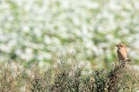 Siberian Stonechat in the Japanese autumn farmland.
