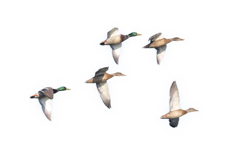 Mallard ducks in flight isolated on a white background.の写真素材