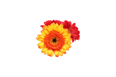 Gerbera flower isolated on white background, clipping path included.の写真素材