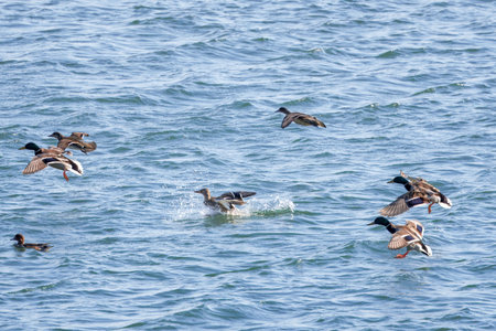 Mallard ducks landing on the river.