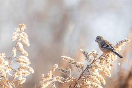 Long-tailed Rosefinch on dried grass.