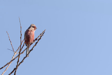 Long-tailed Rosefinch on branch of tree.の写真素材