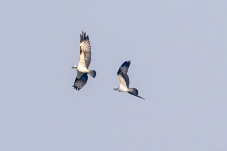 Couple of Osprey in flight against the sky.の写真素材