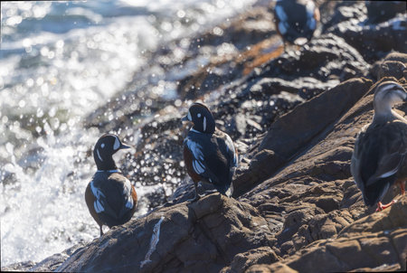Harlequin ducks on the rock in the coast.の写真素材