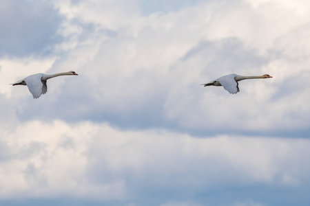 Swans flying.の写真素材