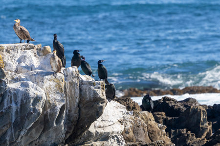 Cormorants on the rock in the coast.の写真素材