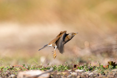 A pale thrush in the winter field.