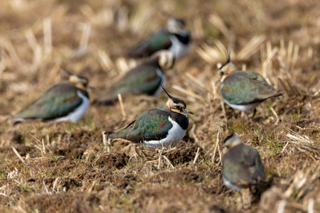 Group of Northern lapwing in the winter rice paddy.